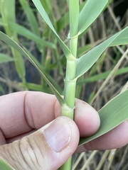 Phragmites australis
