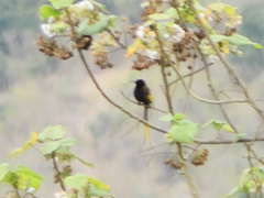 Drepanorhynchus reichenowi