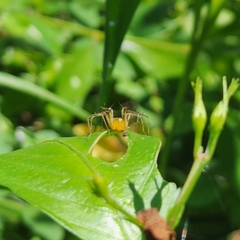 Oxyopes
