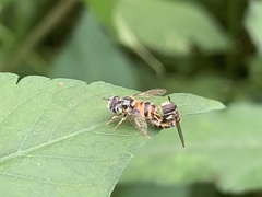 Paragus