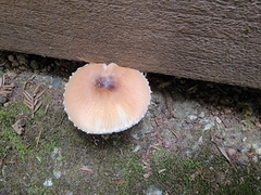 Lepiota rubrotinctoides
