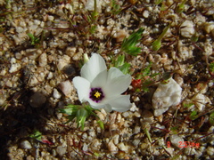 Linanthus parryae