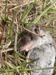 Crocidura