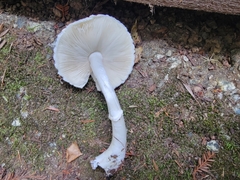 Lepiota rubrotinctoides