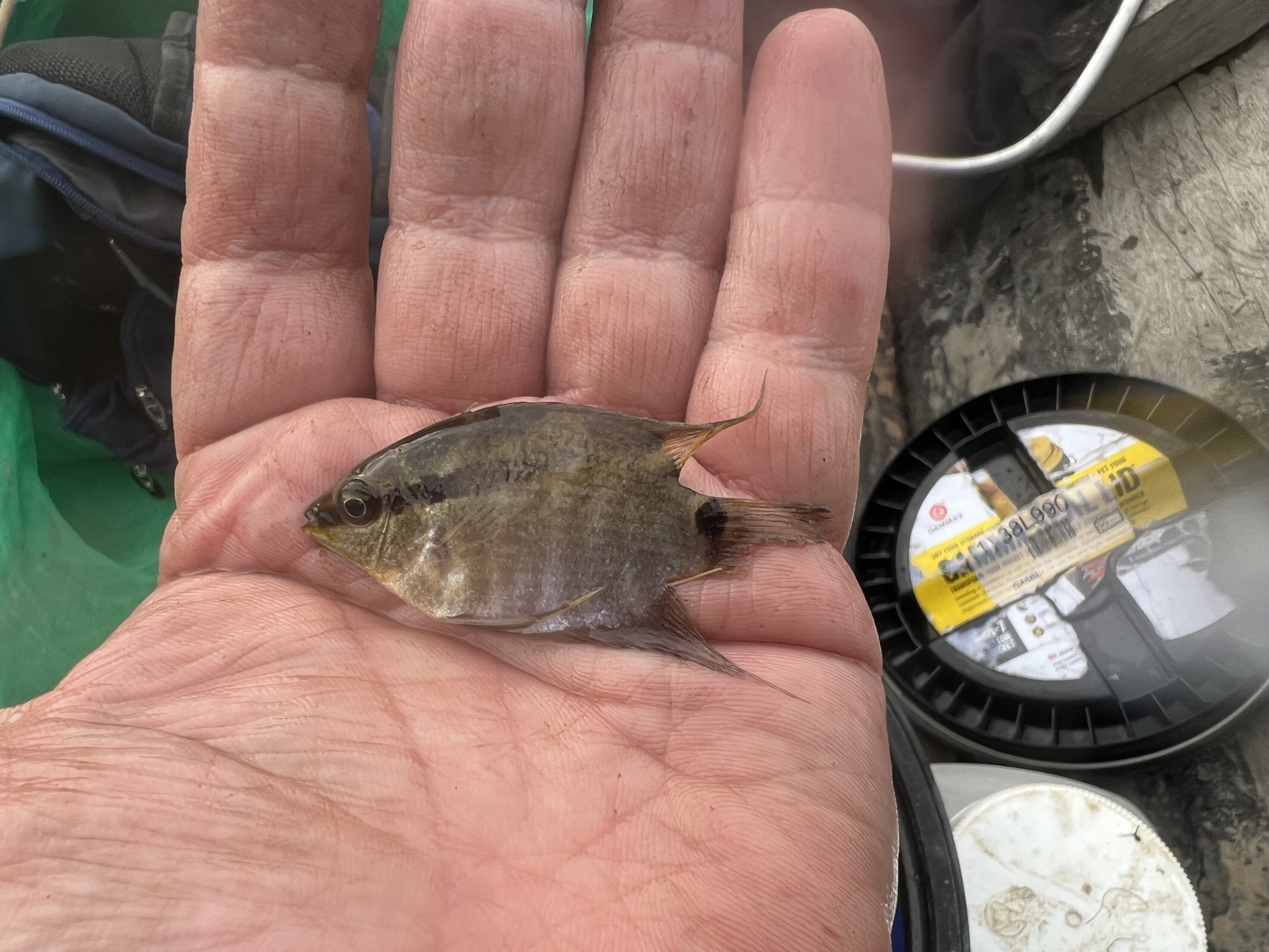 Wonderful Flag Cichlid photo 2