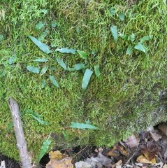 Asplenium rhizophyllum
