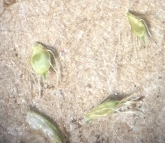 Eleocharis ovata