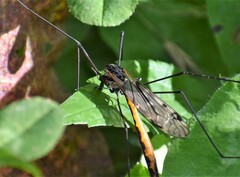 Tipula metacomet