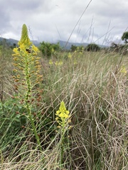 Bulbine abyssinica