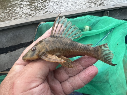 Bach's pleco (Peckoltia bachi) — Loricariidae