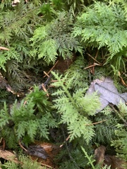 Thuidium tamariscinum