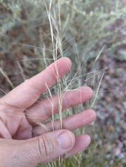 Aristida purpurea