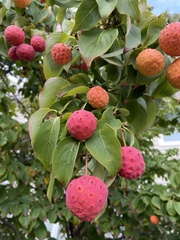 Cornus kousa chinensis