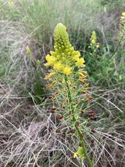 Bulbine abyssinica