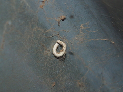 Blaniulus guttulatus