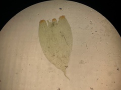 Hylocomium splendens