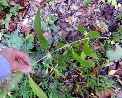 Triosteum aurantiacum