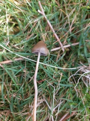 Psilocybe semilanceata