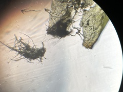 Hylocomium splendens