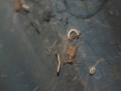 Blaniulus guttulatus