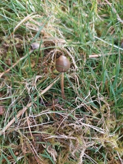 Psilocybe semilanceata