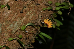 Bulbophyllum retusiusculum