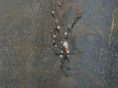 Engyodontium aranearum