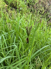 Eleusine coracana