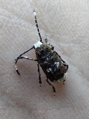 Platystomos albinus