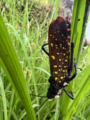 Eleusine coracana