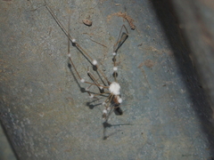 Engyodontium aranearum