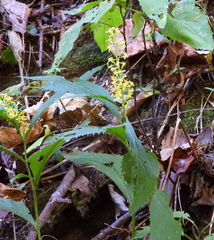 Solidago flexicaulis