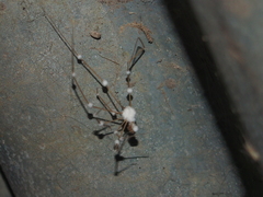 Engyodontium aranearum