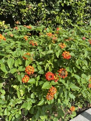 Lantana urticoides