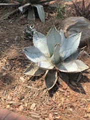 Agave titanota