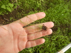 Eleocharis ovata