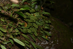 Bulbophyllum retusiusculum