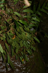 Bulbophyllum retusiusculum