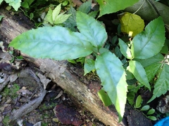 Tetrastigma hemsleyanum