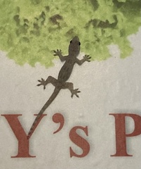 Hemidactylus platyurus