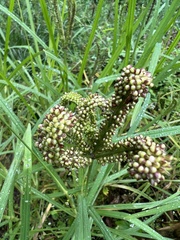 Eleusine coracana