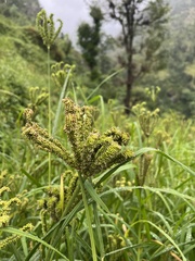 Eleusine coracana