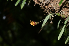 Bulbophyllum retusiusculum
