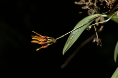 Bulbophyllum retusiusculum
