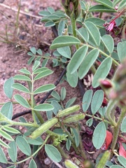 Indigofera hilaris