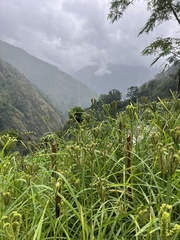 Eleusine coracana