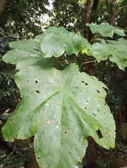 Ochroma pyramidale
