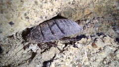 Polyphaga aegyptiaca