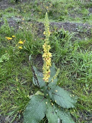 Verbascum nigrum