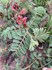 Indigofera hilaris